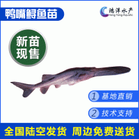 鴨嘴魚苗 匙吻鱘魚苗 高產(chǎn)優(yōu)質(zhì)美國匙吻鱘 淡水養(yǎng)殖活體魚苗批發(fā)