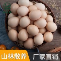 河南特產我老家土雞蛋批發(fā) 農家散養(yǎng)新鮮草雞蛋廠家直銷