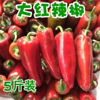 新鮮蔬菜大紅辣椒紅皮辣椒大紅燈籠椒非青椒線椒5斤代發批發