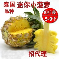 泰國品種小菠蘿新鮮熱帶水果鳳梨吉普島香水小菠蘿批發一件代發