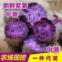 新鮮紫薯越南的種源現(xiàn)挖農(nóng)家番薯地瓜紫芋頭5斤10斤批發(fā)