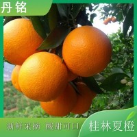 夏橙當季新鮮水果桂林夏橙廣西水果香橙片原果現(xiàn)摘果酸甜可口