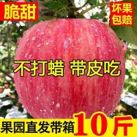 新鮮寒富紅富士蘋果水果脆甜當季水果生鮮大果整箱產(chǎn)地直發(fā)