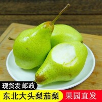 東北茄梨2斤3斤5斤裝 軟糯大頭梨不是煙臺(tái)太婆梨子新鮮水果