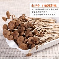 茶樹(shù)菇新貨古田特產(chǎn) 茶樹(shù)菇不開(kāi)傘特產(chǎn)批發(fā) 干貨散裝無(wú)熏廠(chǎng)家批發(fā)