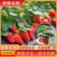 種植基地直供草莓苗 當(dāng)年結(jié)果陽臺種植地栽盆栽 四季奶油草莓苗