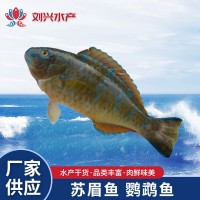 供應海鮮蘇眉魚小蘇眉青衣 鸚鵡魚 500g批發(fā)