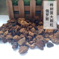 俄羅斯西伯利亞白樺茸 樺樹茸 樺褐孔菌 機打大顆粒