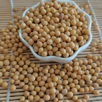 芽豆 菜豆東北小粒金黃豆691小金豆690小金豆裝發(fā)豆芽專用