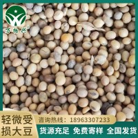 輕微受損大豆 黃豆原料有機肥原材料碳化豆益生菌大豆肥原料批發