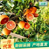 廠家供應(yīng)貴州資中塔羅科玫瑰血橙 新鮮水果榨汁非中華紅橙子