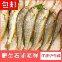 批發江浙滬包郵 寧波象山東海新鮮去頭小黃魚 冷凍生鮮深海黃花魚 5斤起批