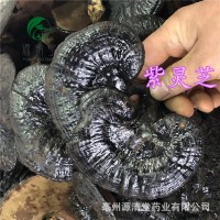 紫靈芝1斤中藥材黑散裝稱重源清堂個(gè)片子量大從優(yōu)零食批發(fā) 紫靈芝