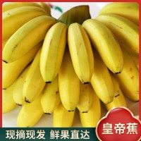 廣東廣州南沙萬頃沙新鮮當季皇帝蕉香蕉甜水果現(xiàn)貨批發(fā)可按按要求