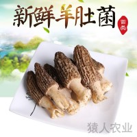 云南新鮮美味羊肚菌 清香爽口新鮮羊肚菌 農家種植 廠家供應 2KG起批