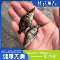 現貨批發桂花魚苗水產養殖桂花魚鱖魚幼苗歡迎咨詢訂購